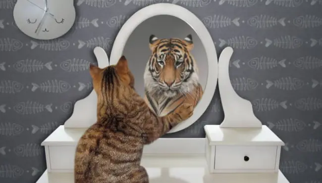 Πως γεννιέται και διαμορφώνεται ο Ναρκισσιστικός Ψυχισμός