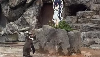 ερωτευμένος πιγκουίνος 