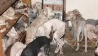 Παρασσυσώρευση