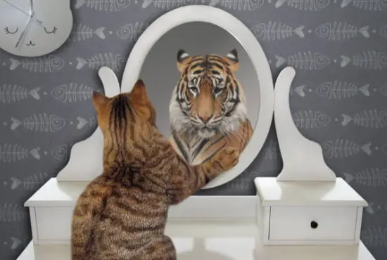 Ναρκισσιστική Διαταραχή Προσωπικότητας