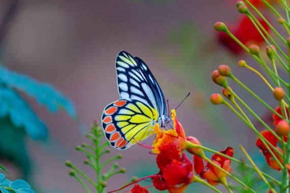 butterfly-flower